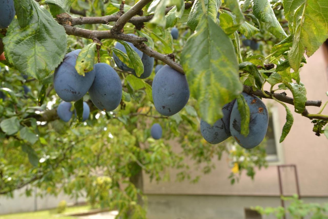 דירות Svätý Jur Granny'S מראה חיצוני תמונה